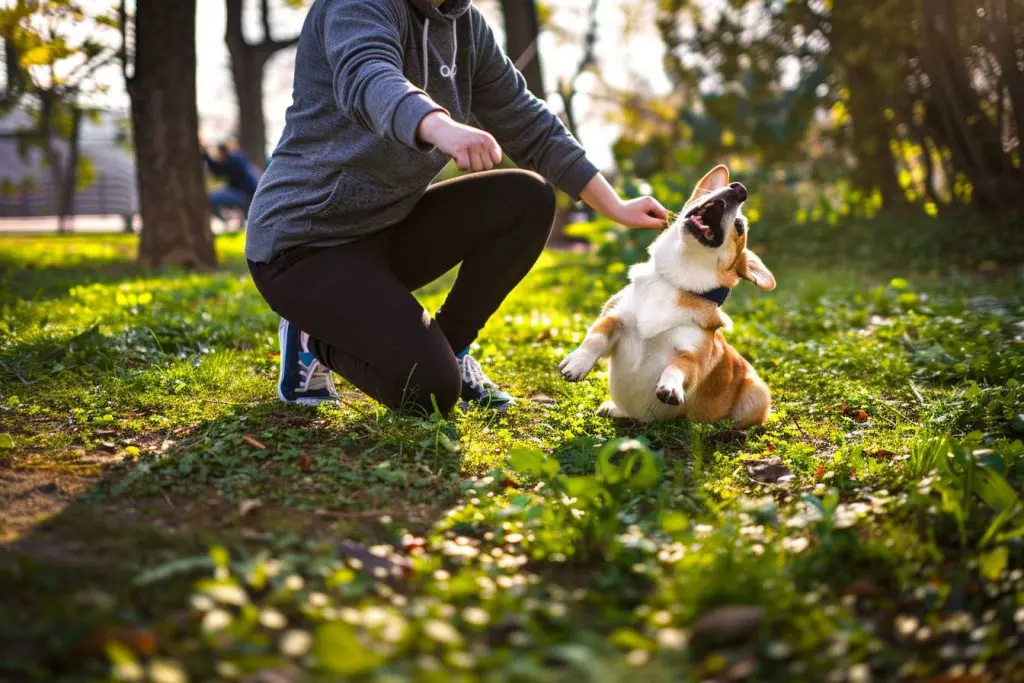 Comment devenir éducateur canin ?